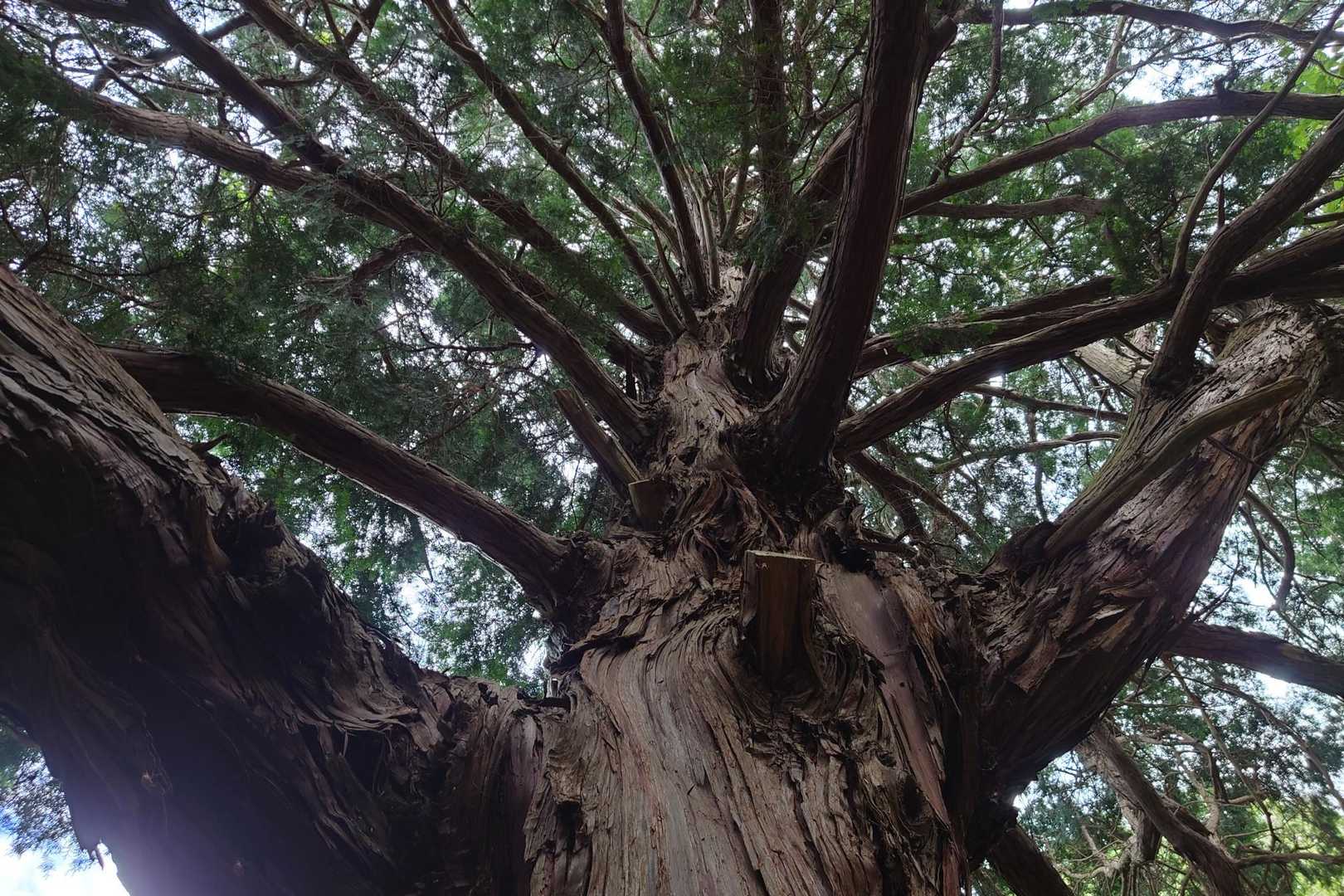 御神木