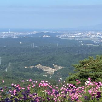 富山湾とコスモス🌸