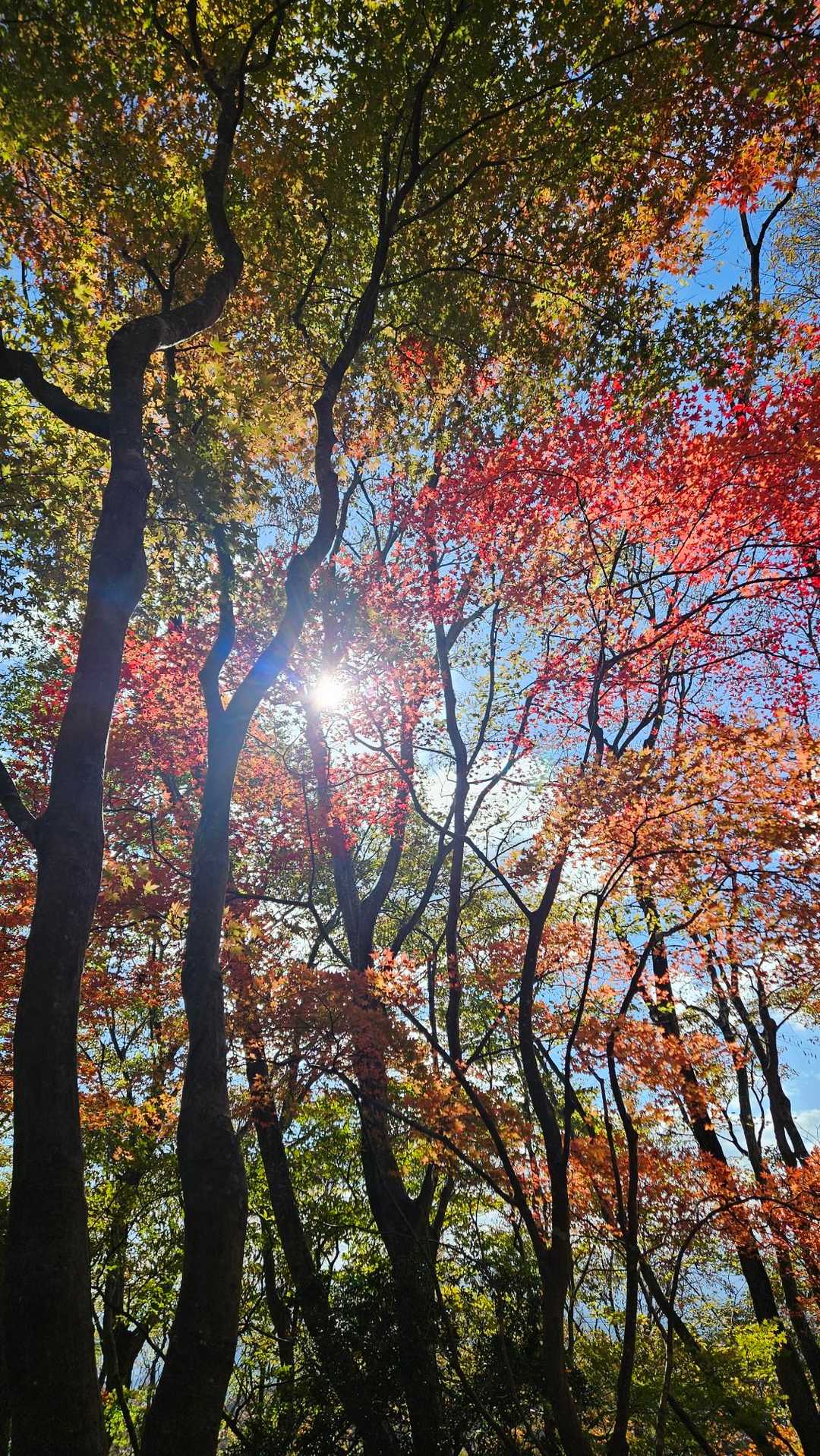 🍁