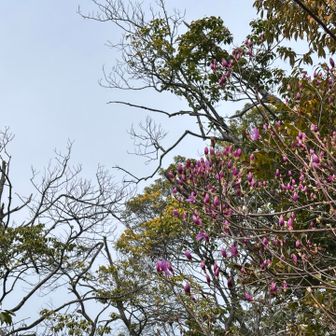 お花が咲いてます🌸