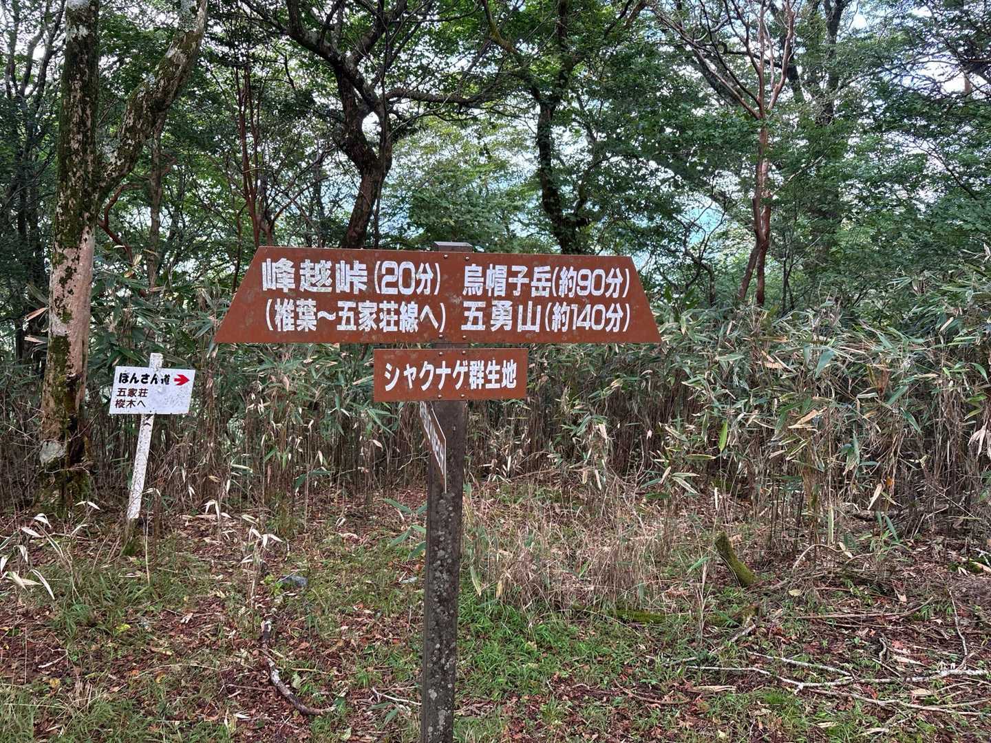 分岐