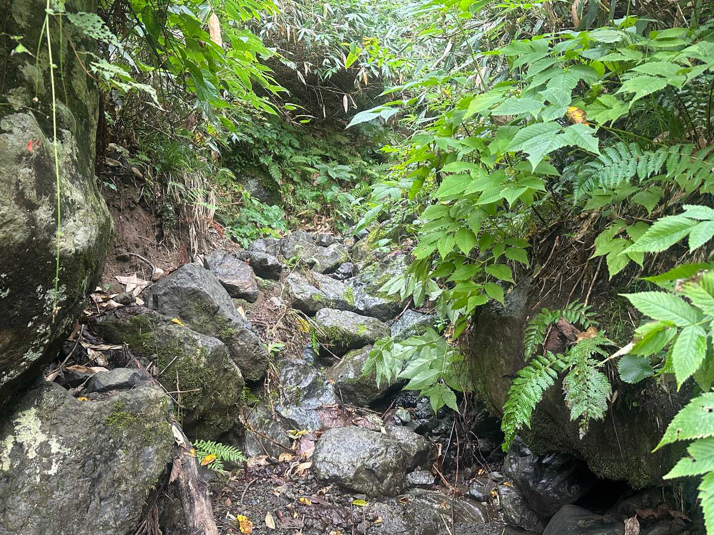 ユーフレ分岐を過ぎても、岩がゴロゴロの沢地形の道が続く。