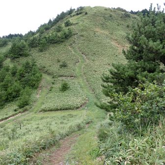 岩倉山から高山への道。すごく歩きやすいです。