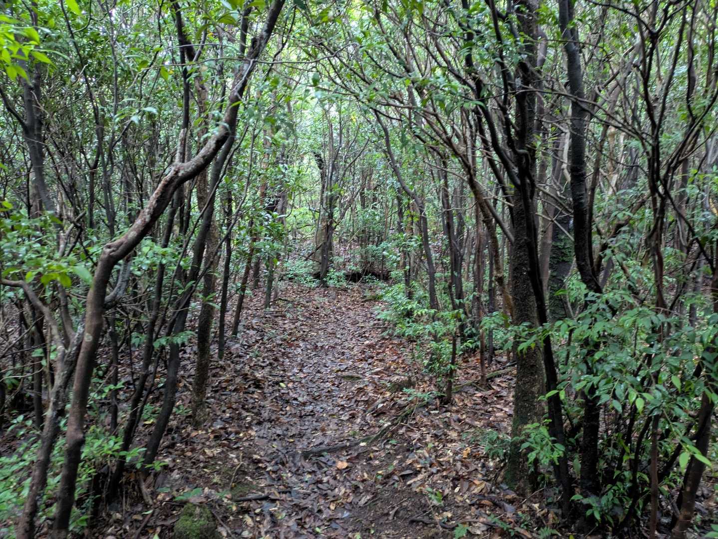 栗野岳第2峰-栗野岳 周回コースの写真