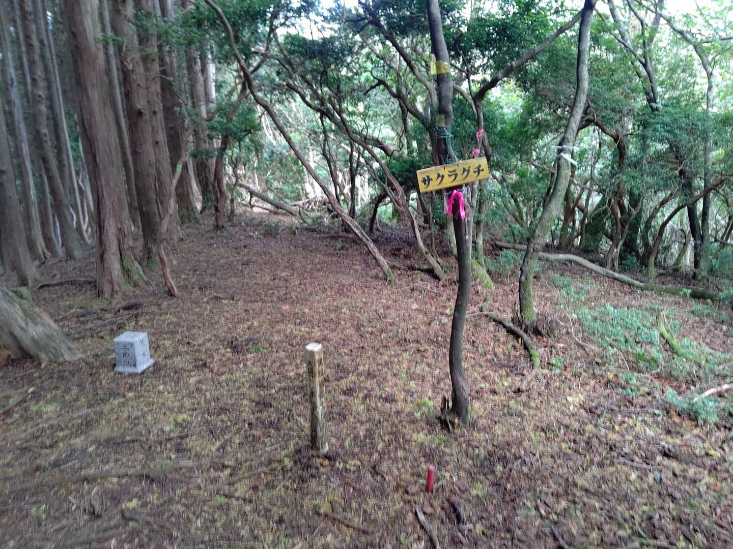 淡々と歩いてサクラグチ本峰に到着✌
