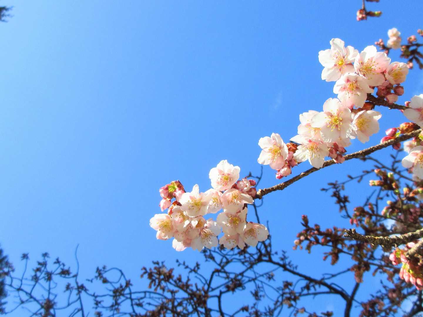青空に映えて美しい🌸