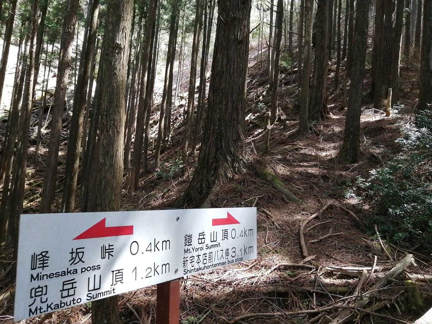 峠を過ぎて鎧岳の登りは歩きやすい　樹林帯で展望はありません