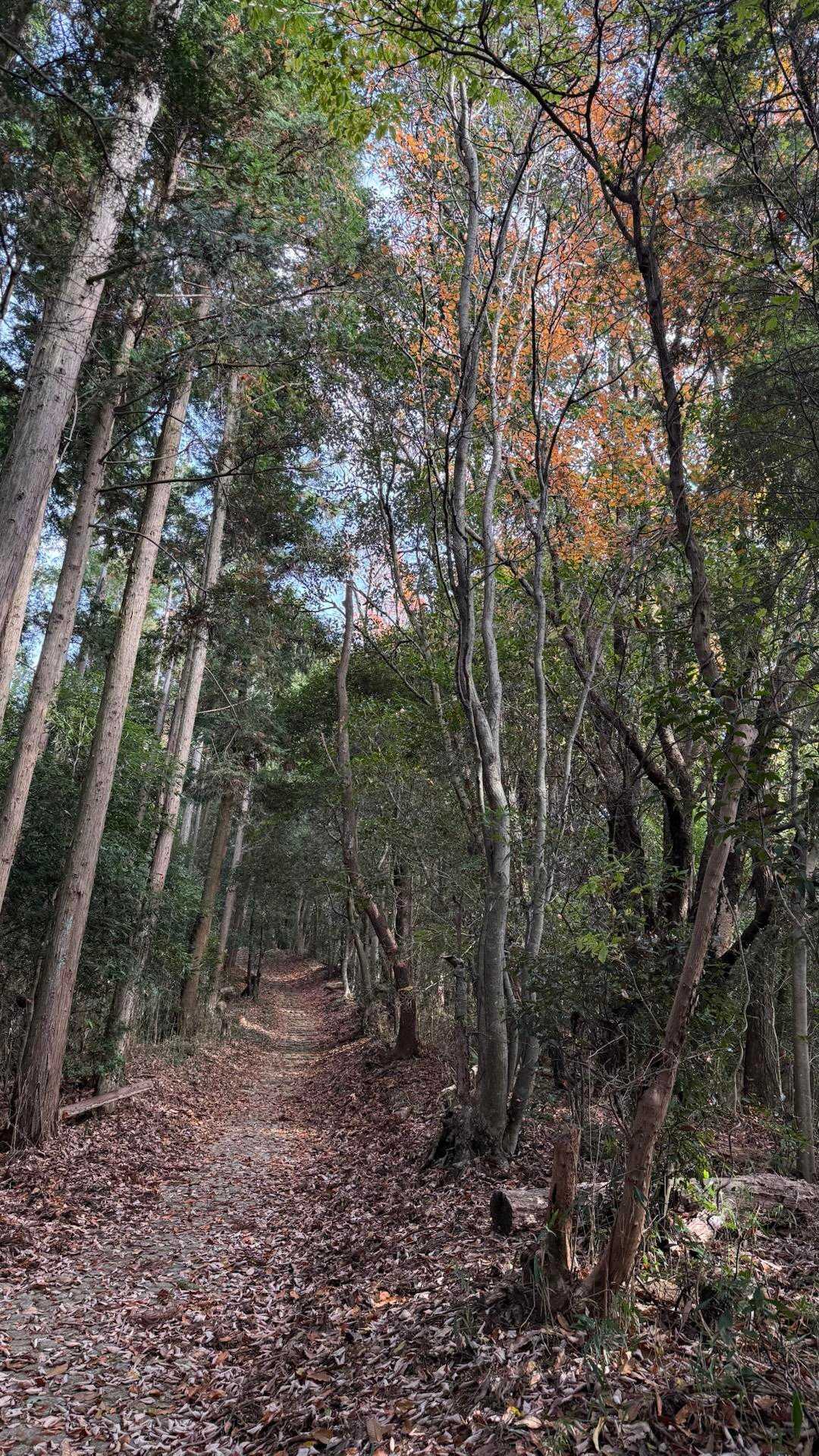 紅葉も眺めながらのんびり山歩