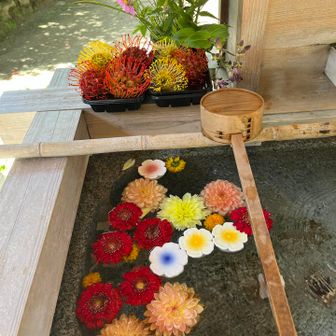四条畷神社⛩️
花手水🌸🌼