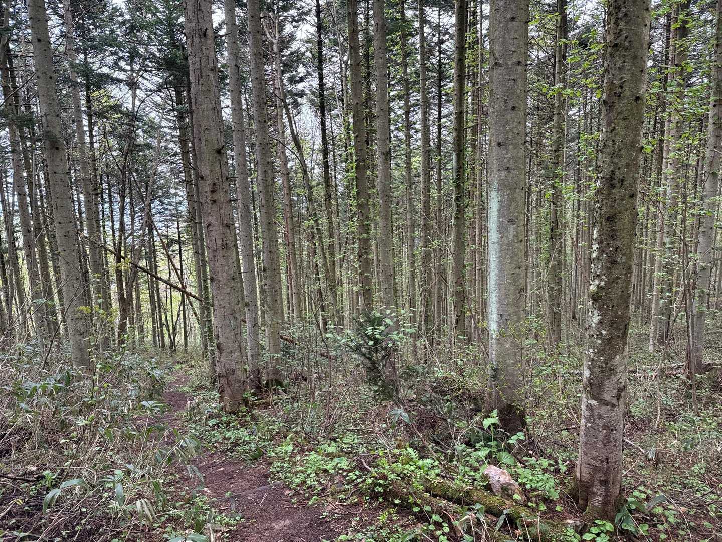 赤岩山-下赤岩山 周回コースの写真