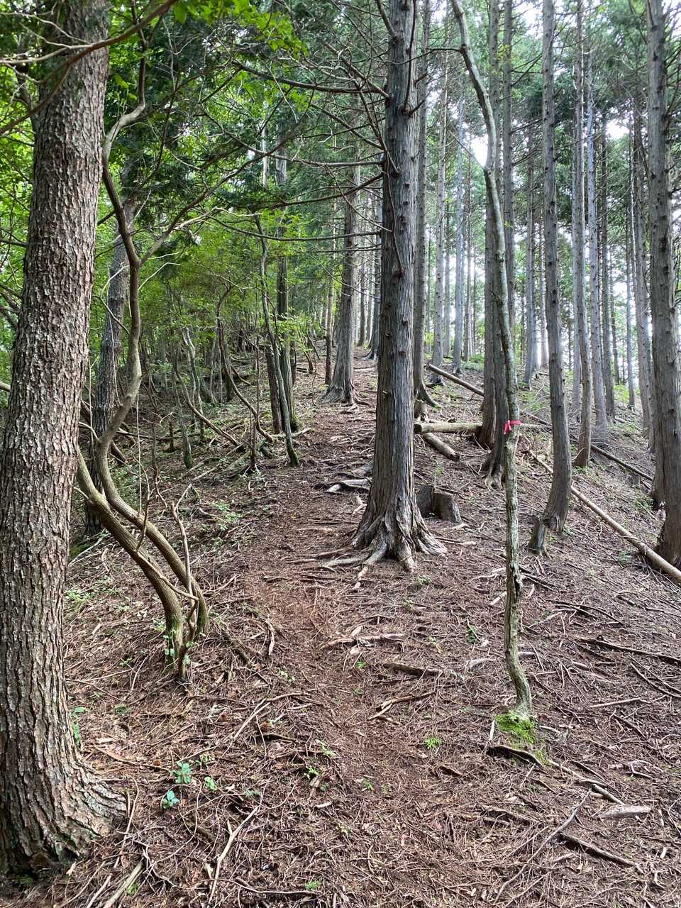 一山 往復コースの写真
