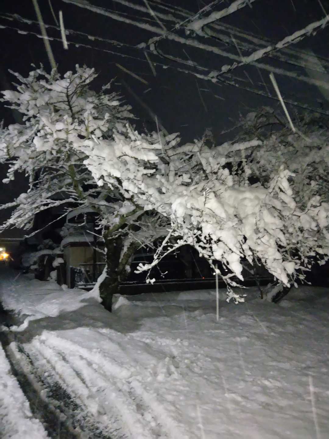 猪子山 往復コースの写真