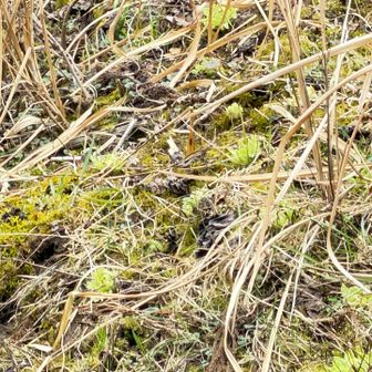 ふきのとうがいっぱい😸