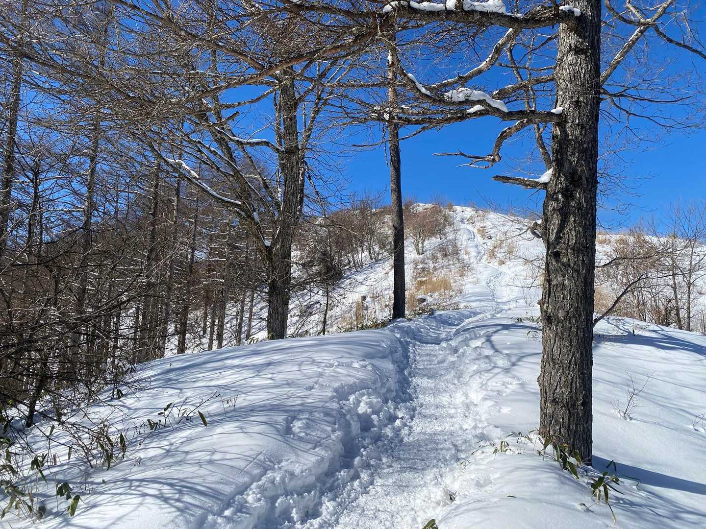 守屋山 | 八ヶ岳やアルプスを望む南アルプス最北端の展望峰は、諏訪大社の御神体山の写真