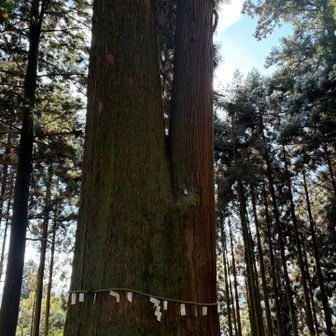 笠形神社の夫婦杉
デカい😅