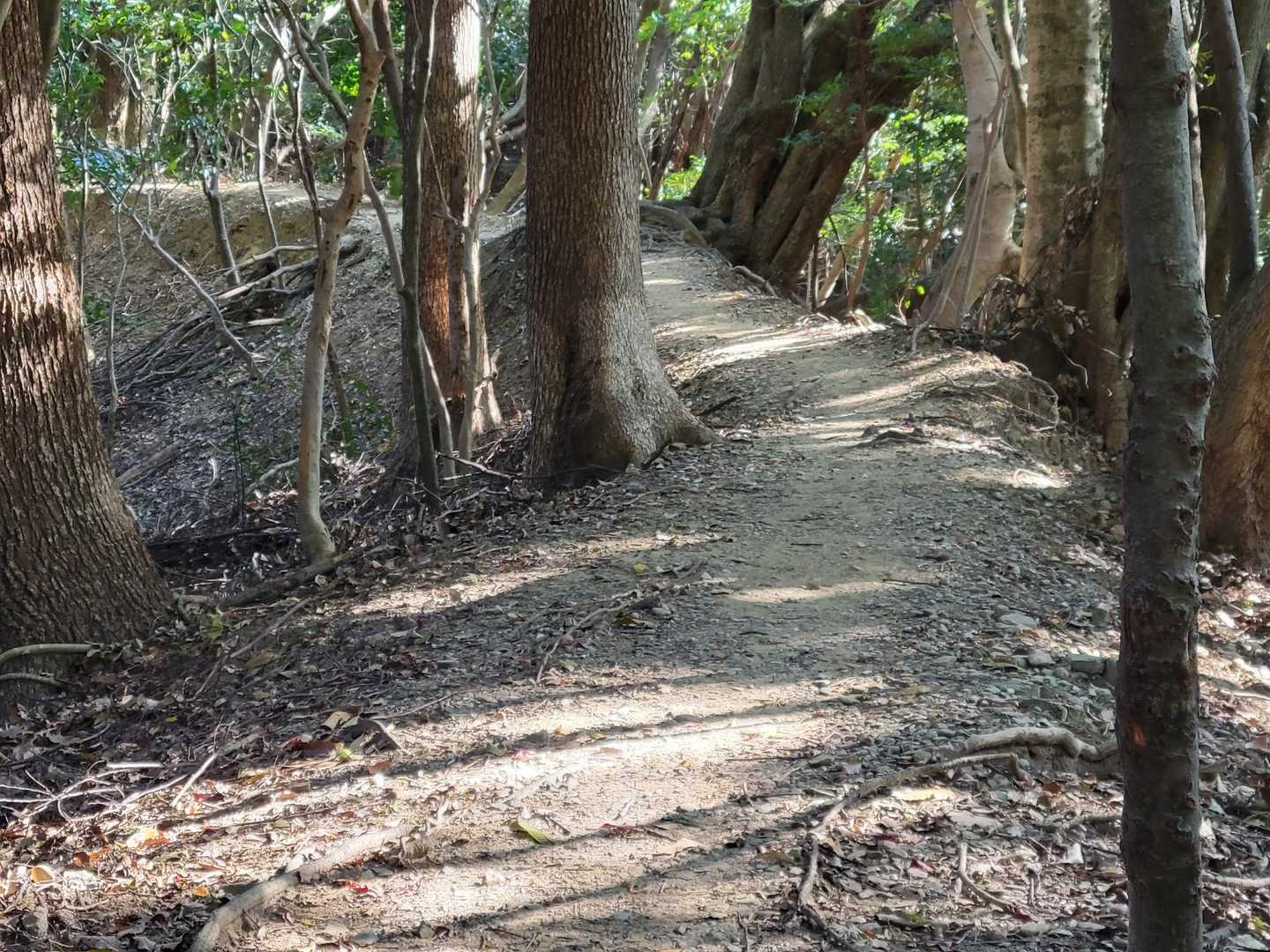 緩やかな