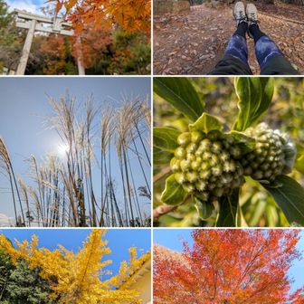 酒解神社 鳥居。
十方山。
ススキ。
ミツマタ。
宝積寺。
