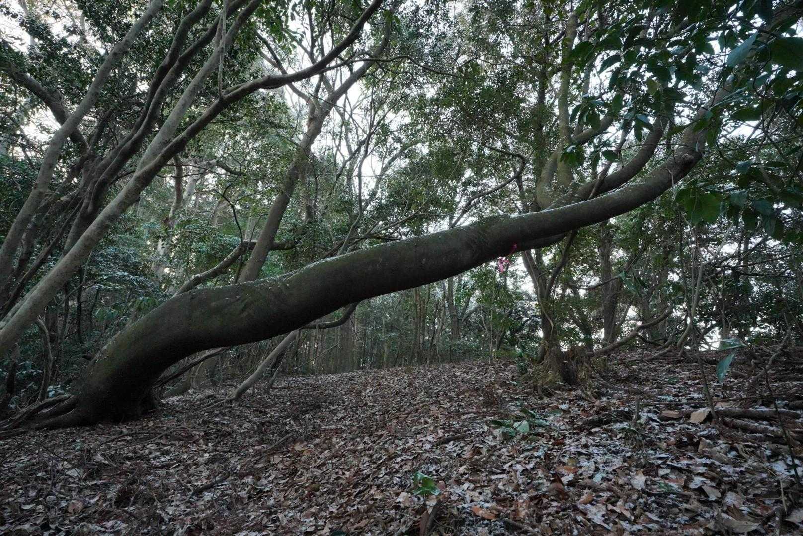 おお、イナバウアーしとるな。