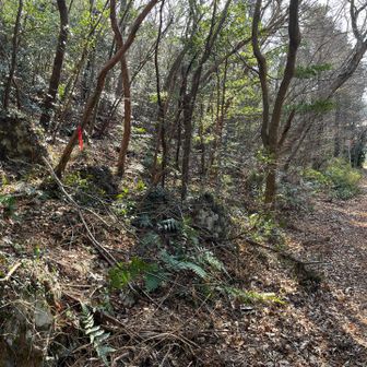 ここから入って、ピンクテープがあったので、そちらに進みましたが、左へ行った方が良かったのかもしれません😿
しばらくは急斜面を四苦八苦で登り、引き返せなくなりました😹