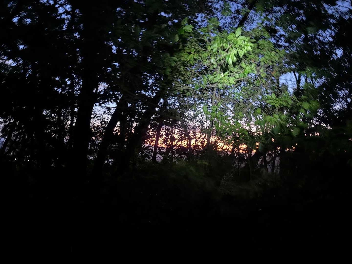 樹林帯に入ると一気に暗くなります🌃
でも木々の間から見える夕焼けがキレイ🌇✨