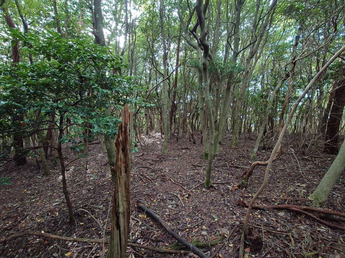 661m峰山頂。杭があるだけで何もありません(*_*)