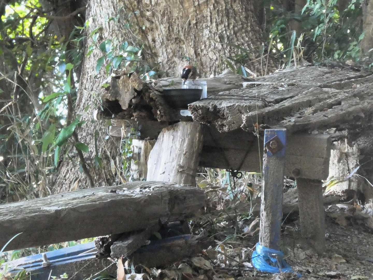 見返り峠にも1羽やって来ていました