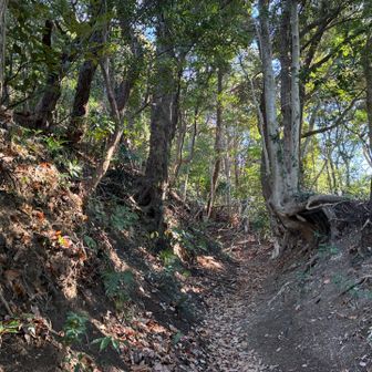 ソッカ山頂からの登山道は人も少なく、ここで良いのか少し迷ってしまうような道。道はしっかりしているが、人の歩いた形跡は少ない。