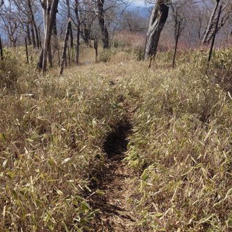 こちらは笹と階段が多い