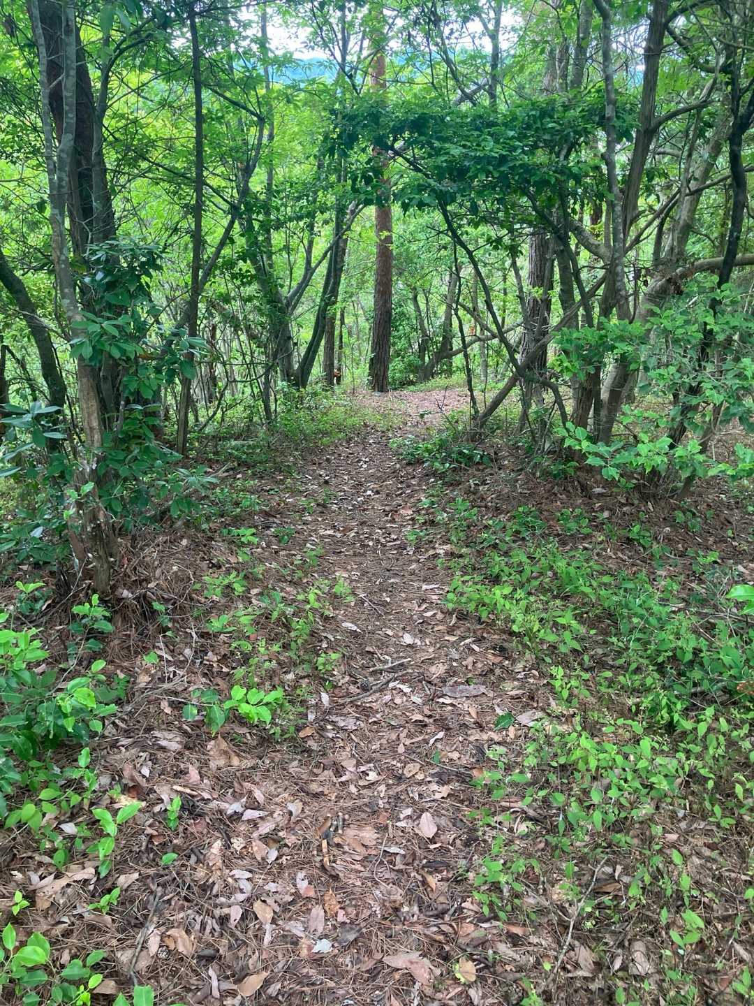 一旦、地頭山（中峰）まで戻って、南峰に向かいました。
尾根歩きは楽しいですね🚶‍♀️