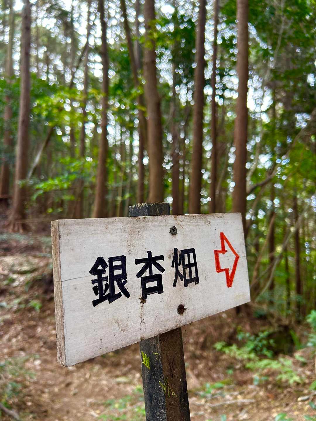 さあ〜今日のメインイベント行きますよ😁