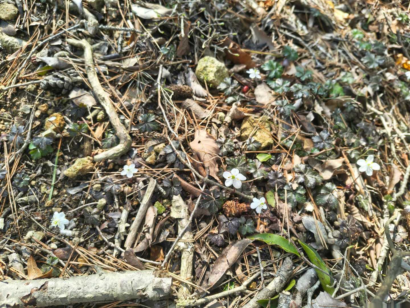 バイカオウレン群生地、