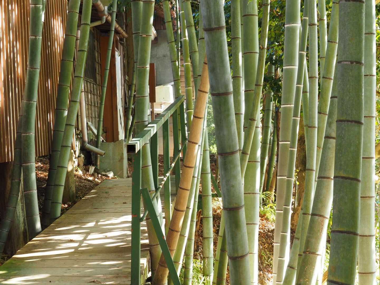 竹林
