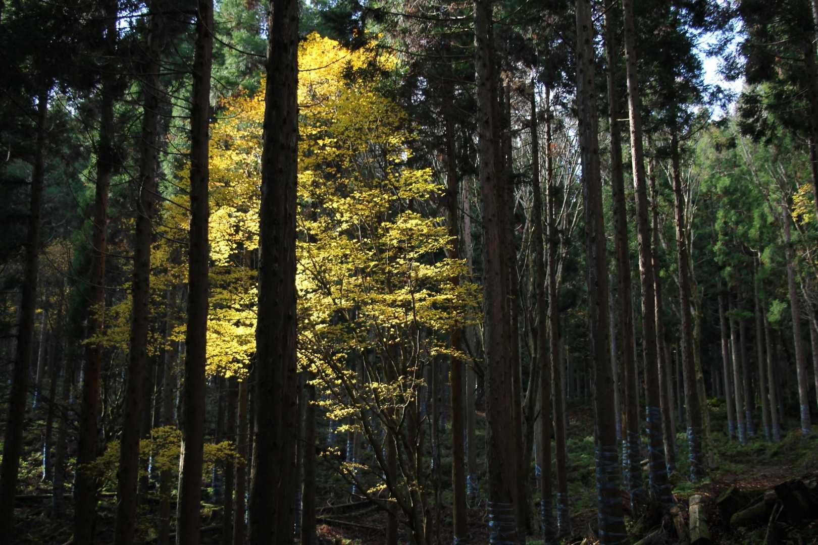 佐目自然公園登山口-高室山登山口-高室山 往復コースの写真
