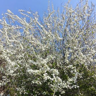 ゆっくり下山
とにかく青空🩵
何処でもお花💗
最高の1日でした🙌
ありがとうございました🙇