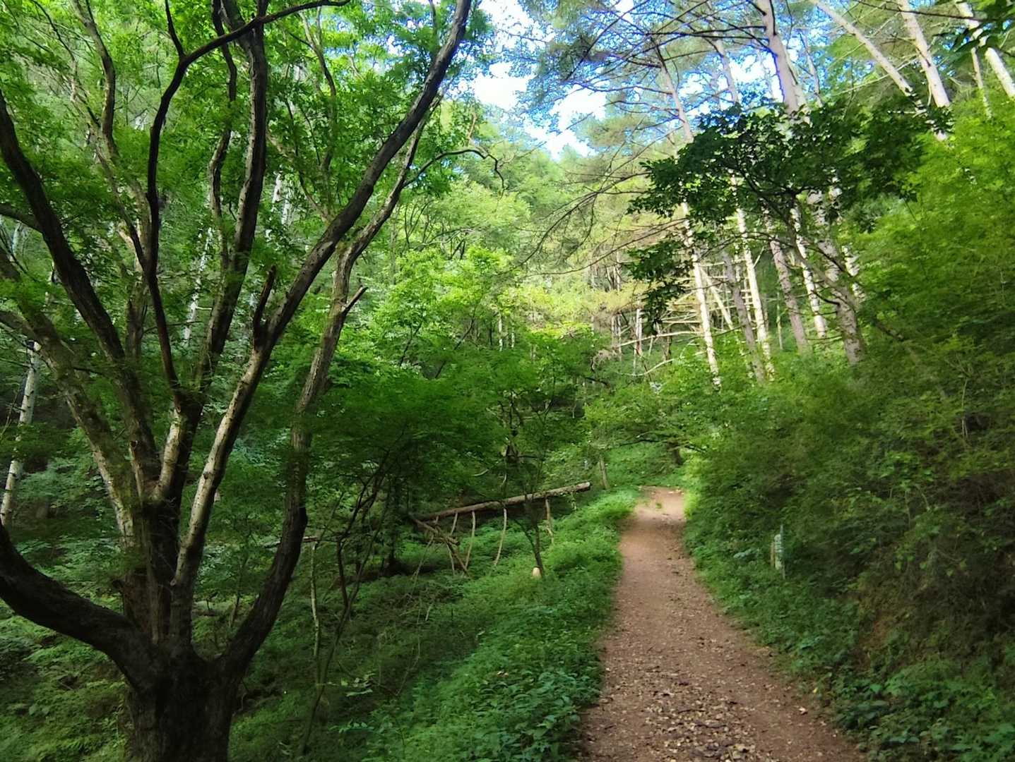 登山道は良く整備されていて広く歩きやすいです✨しばらくはジグザグに登って行きます