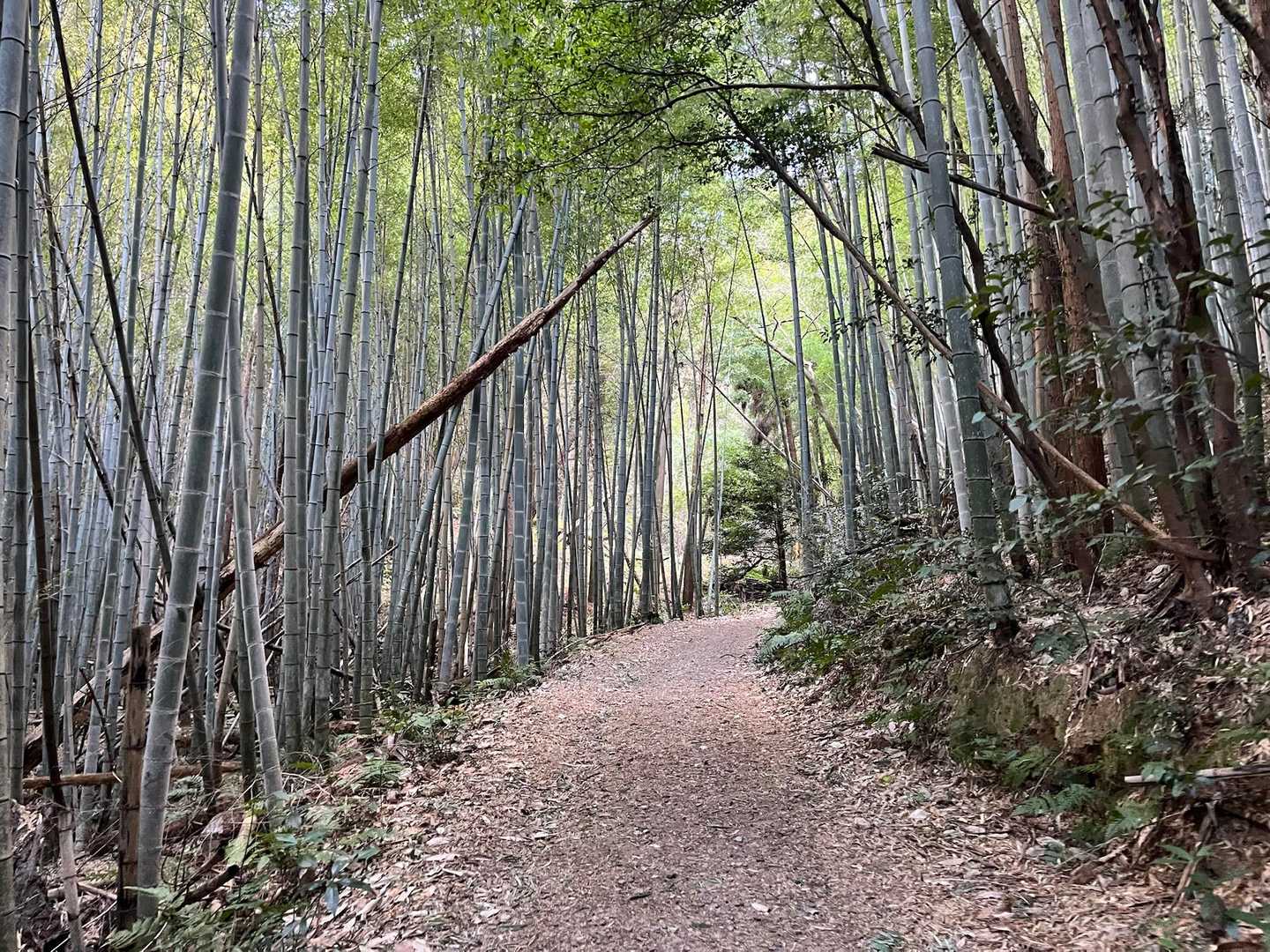 薄暗い竹林を通り、