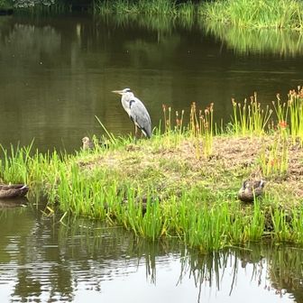 称名寺 阿字ヶ池サギ、🦆