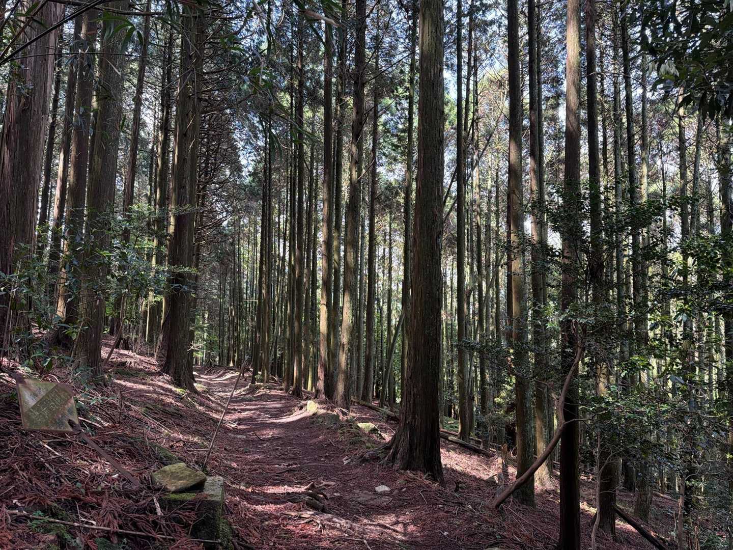 奉幣殿横から入山
これまでの喧騒を離れて静かな杉林へ

このルート、何度か渡渉ポイントがあり、昨日の大雨で水量多くちょっとヒヤヒヤでしたが💦かつて山伏たちが踏み固めた道、多少荒れたところはあったけど大方歩きやすかったです