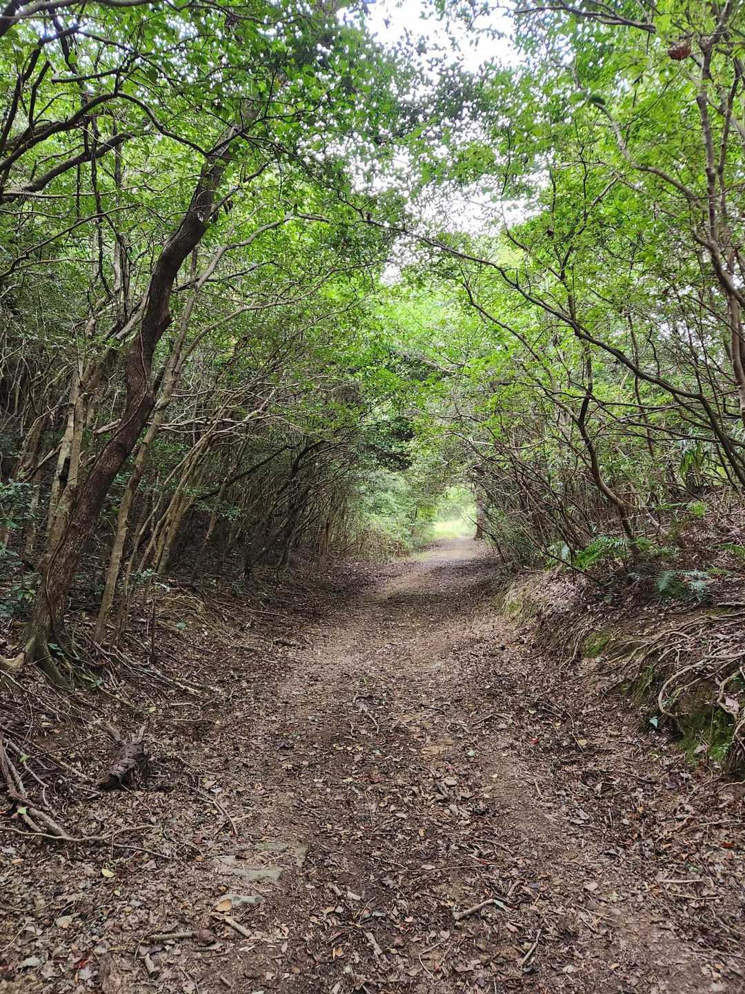 奥辺峠-大福山 往復コースの写真