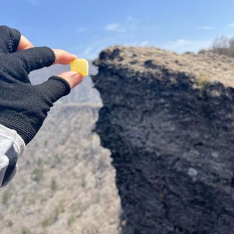 マンサクにちなんで 🟨プレゼント😙