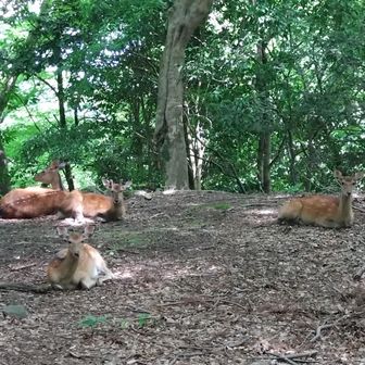 女坂の広場でも、4頭の鹿か座ってくつろぎ中✨
またね👋