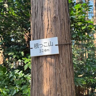 根っこ山　324m
名前が変だから覚えてた😆