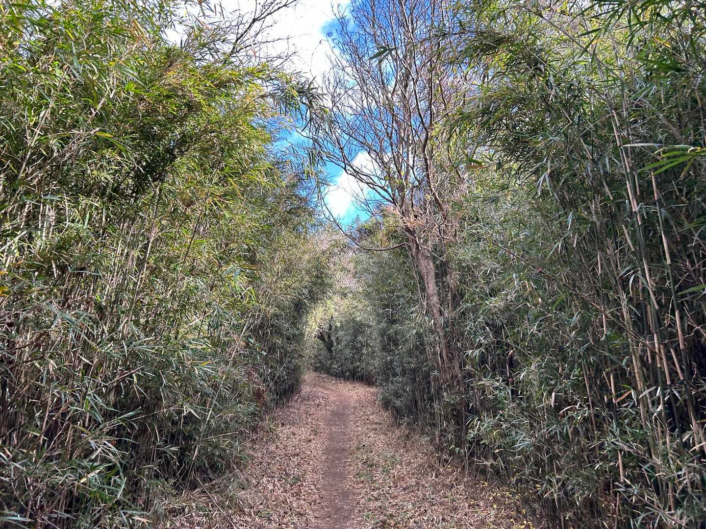 岩戸山へ向けて歩きます🚶‍♀️
整備されていて歩きやすいし、この感じ癒される✨