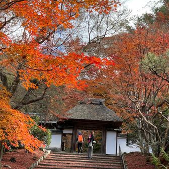 藁葺き屋根と紅葉のコラボが素敵