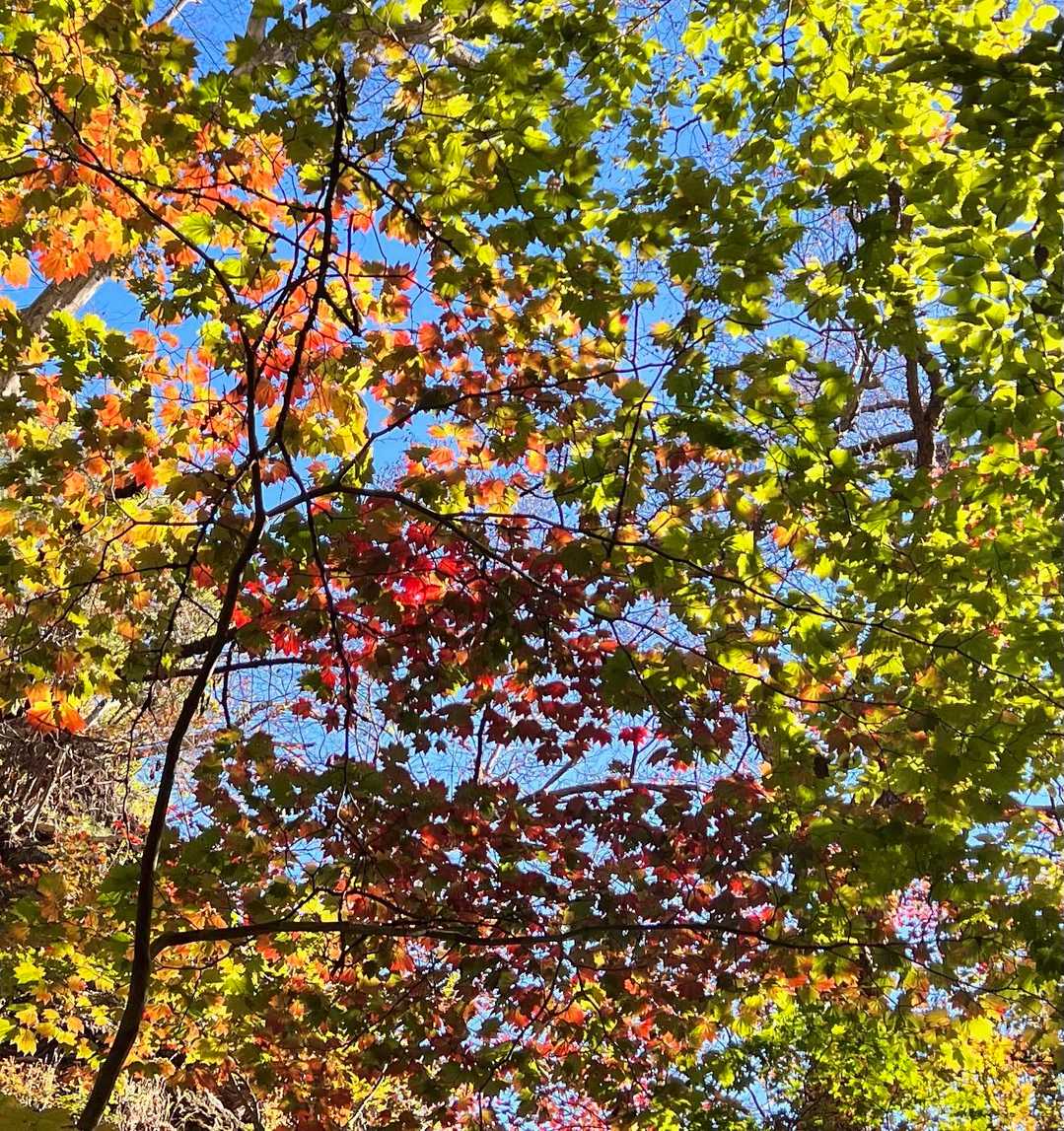 陽射しを受けた紅葉がスパンコールの様✨