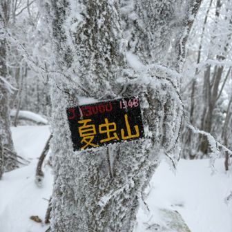 雪深く、手前のピークまで地獄の登り(;´Д｀)
夏虫山にも登りました。