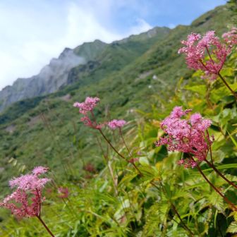 堪能したのでそろそろ戻ります　文鳥水尾根から降りようと思っていたら、三ノ峰あたりであっという間に稜線全体がガスに覆われてしまった　三ノ沢から帰ります
