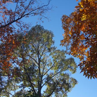 アラカシとコナラの大木が頭上を覆う。