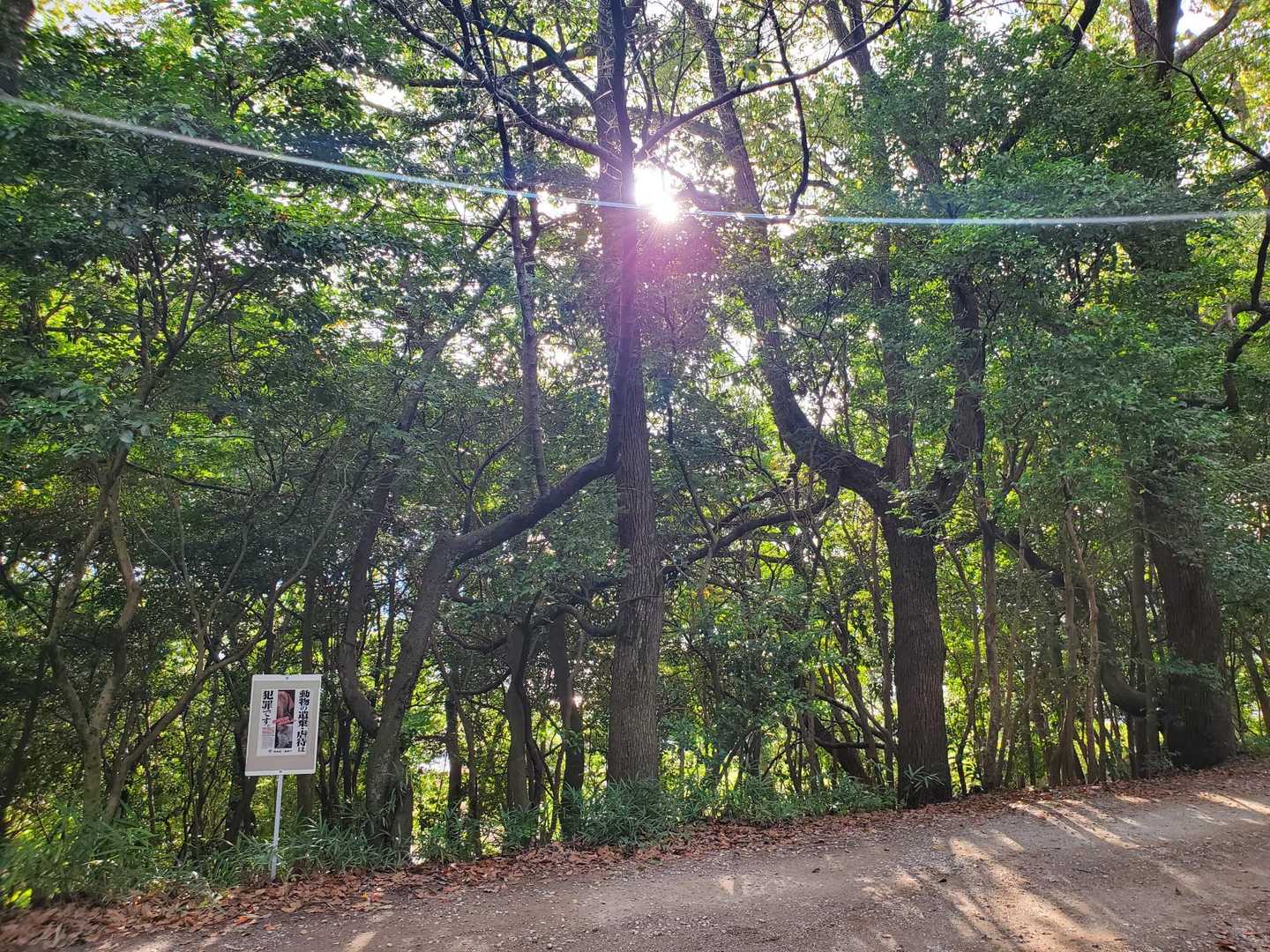 飯野山 往復コースの写真