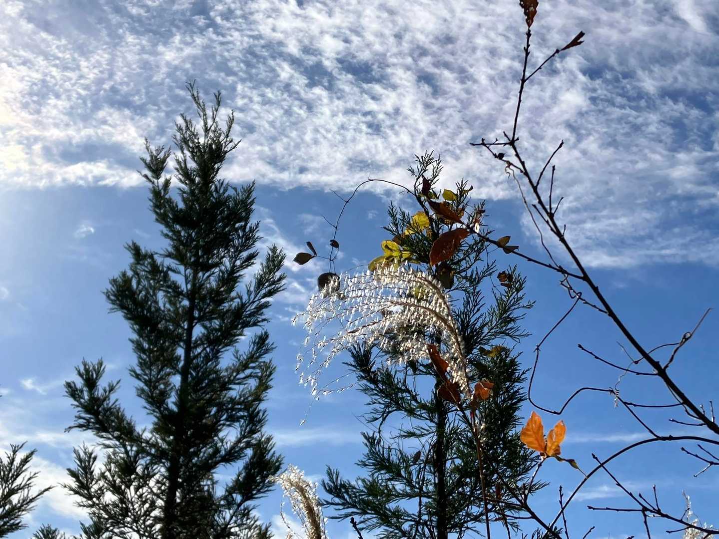 ススキ🌾と青空と雲が素敵♫